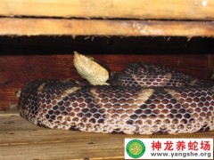 2013年的五步蛇養(yǎng)殖 (4)