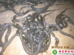 2009年的眼鏡蛇蛇苗 (7)