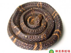 2012年制作的眼鏡蛇干 (5)