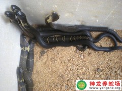 眼鏡蛇養殖過程 (13)