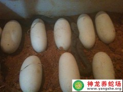 水律蛇苗出殼 (5)