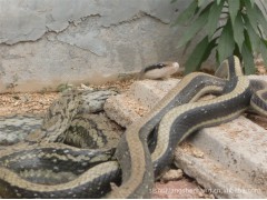 長期大量求購2斤以上的菜花蛇