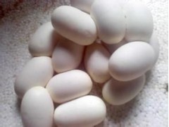 廣東陽春地區預售眼鏡蛇蛋，任你隨便挑選預計有3萬顆左右