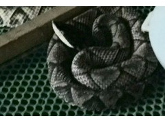 長年收購五步蛇干 蝮蛇干 眼鏡蛇干水律蛇干