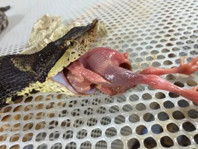 五步蛇成蛇養(yǎng)殖視頻 ()