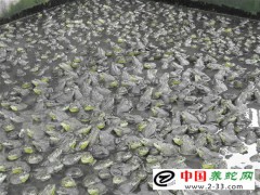 養蛇飼料之青蛙和蟾蜍（癩蛤蟆）的科學投喂方法