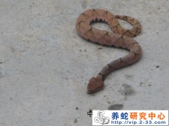 用抗蛇毒血清治療蛇傷的方法