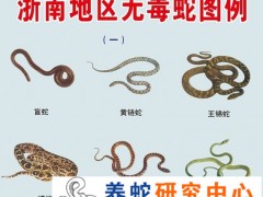 如何區分有毒蛇與無毒蛇